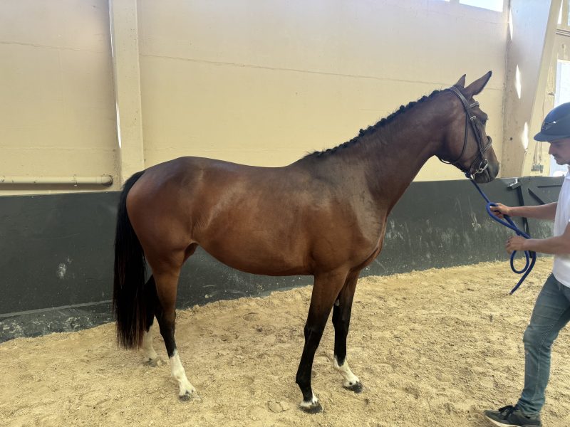 Gentille jument de 3 ans, jumping - Une Diva Du Sartiau Z