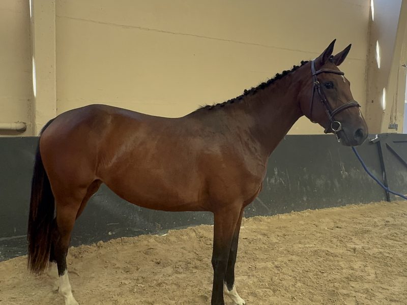 Gentille jument de 3 ans, jumping - Une Diva Du Sartiau Z
