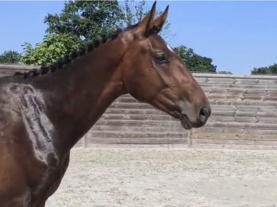 Poulain mâle de 2 ans - Jay-z Chin With Love D&F