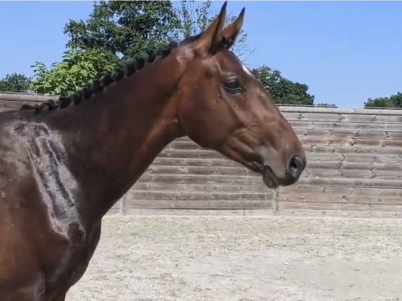 Poulain mâle de 2 ans - Jay-z Chin With Love D&F