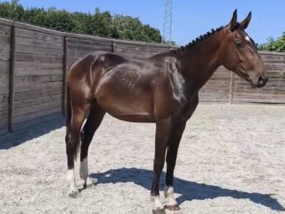 Poulain mâle de 2 ans - Jay-z Chin With Love D&F
