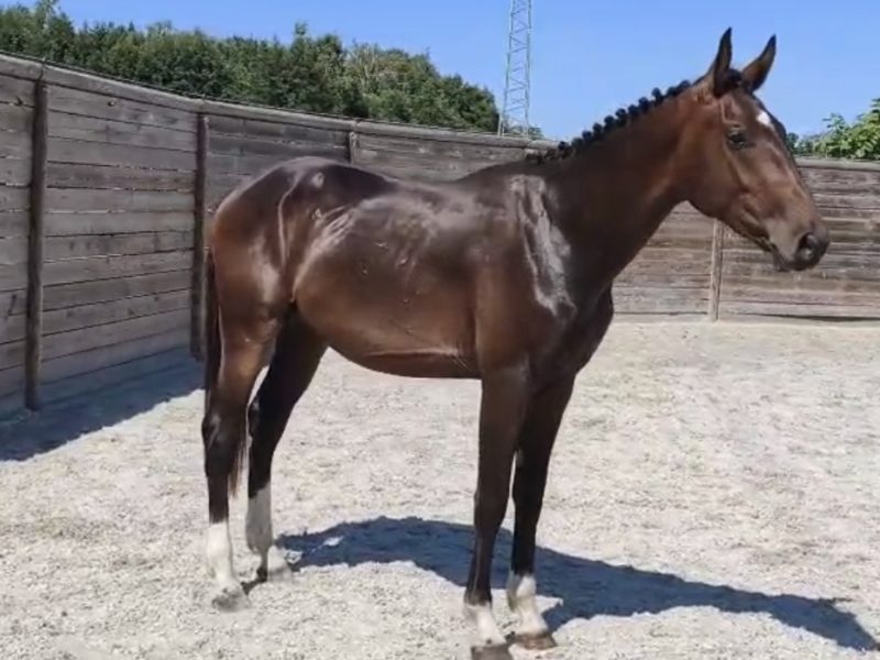 Poulain mâle de 2 ans - Jay-z Chin With Love D&F
