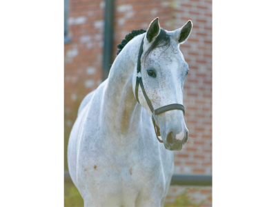 ‼️SOLD‼️ Jument de 5 ans (Kasanova de la Pomme x Cicero Z) - Kascha de Laubry Z
