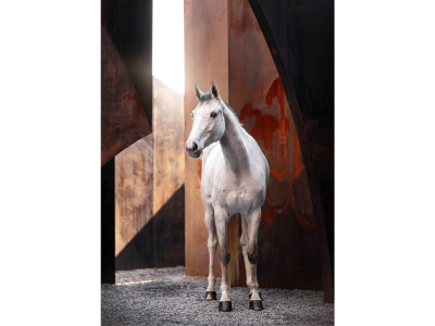 ‼️SOLD‼️ Jument de 5 ans (Kasanova de la Pomme x Cicero Z) - Kascha de Laubry Z