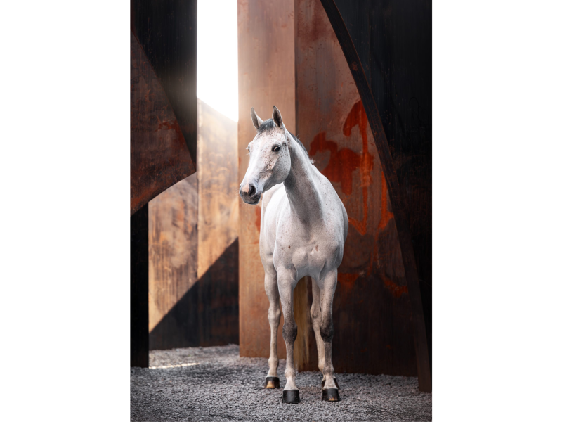 ‼️SOLD‼️ Jument de 5 ans (Kasanova de la Pomme x Cicero Z) - Kascha de Laubry Z