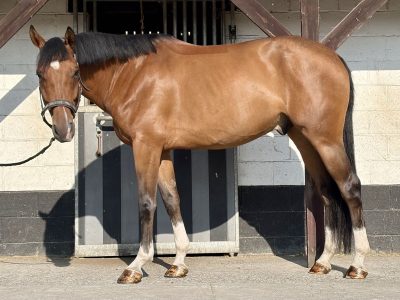 Très gentil hongre de 5 ans - Pure de Reine du Fleury