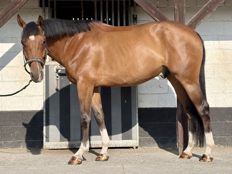Très gentil hongre de 5 ans - Pure de Reine du Fleury