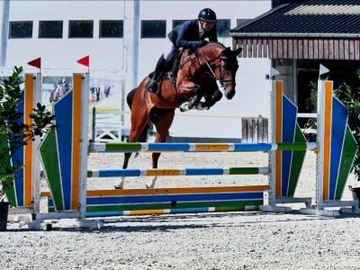 Très gentil hongre de 5 ans - Pure de Reine du Fleury