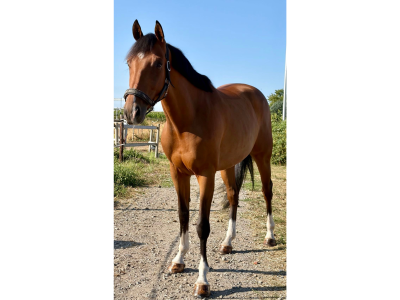 Très gentil hongre de 5 ans - Pure de Reine du Fleury