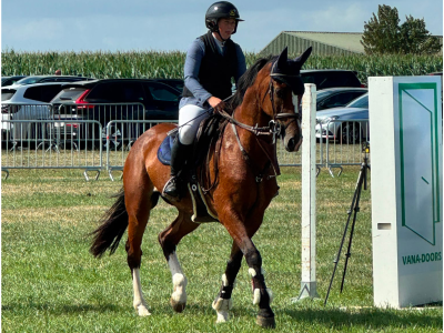 ‼️SOLD‼️ Jument polyvalente de 10 ans à vendre - Quelsy van de Zeept