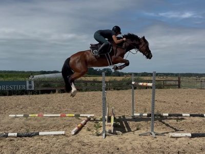 ‼️SOLD‼️ Jument polyvalente de 10 ans à vendre - Quelsy van de Zeept