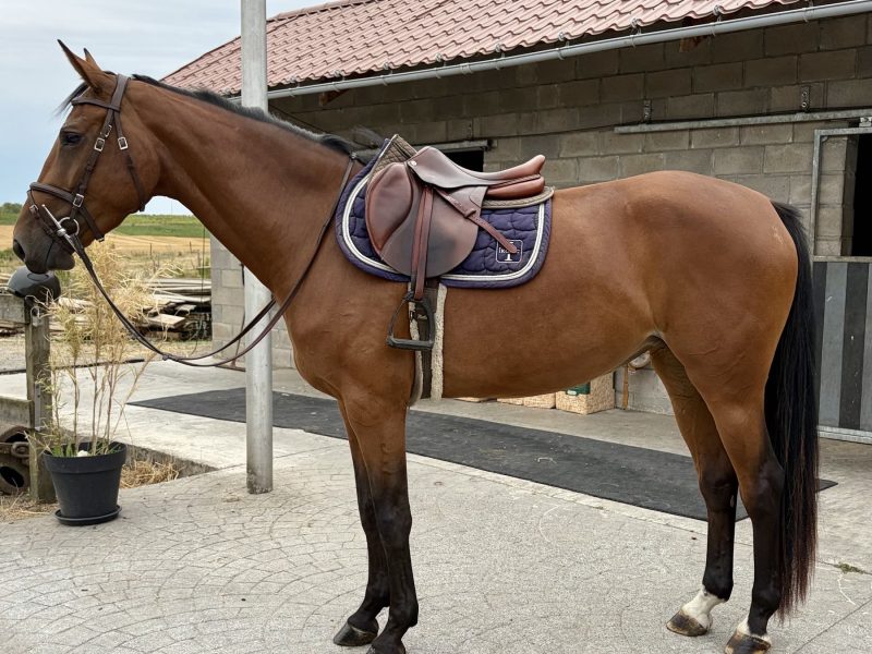 Très gentille jument de 4 ans - Quick Love OD
