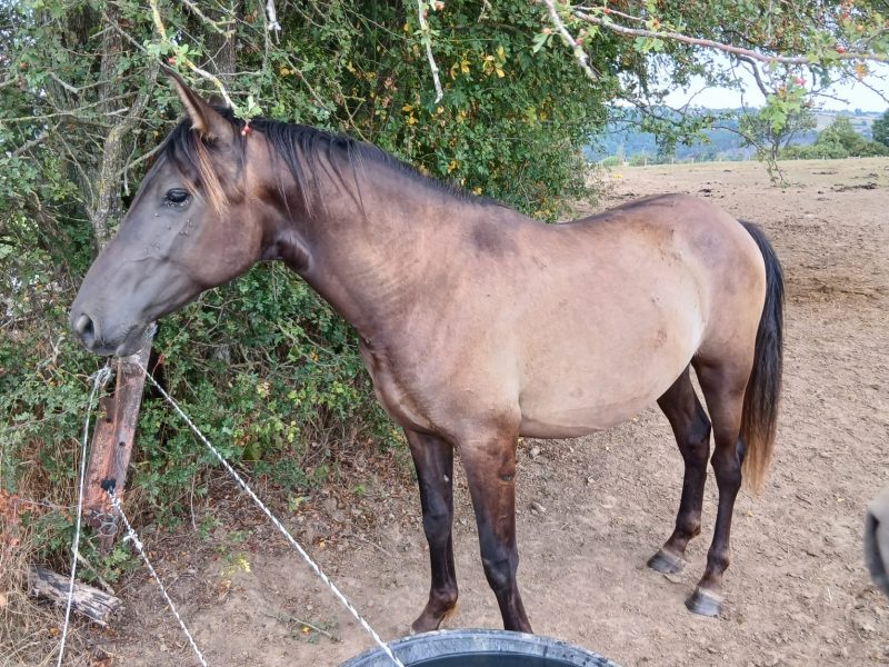Jeune étalon Smokey Black (PRE) - B-Verano LM