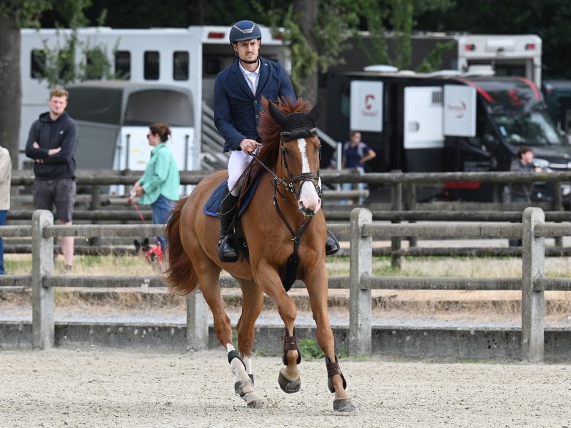Jumping / Hunter prospect par Untouchable 27 x Ogano Sitte - Pheonix With Love D&F