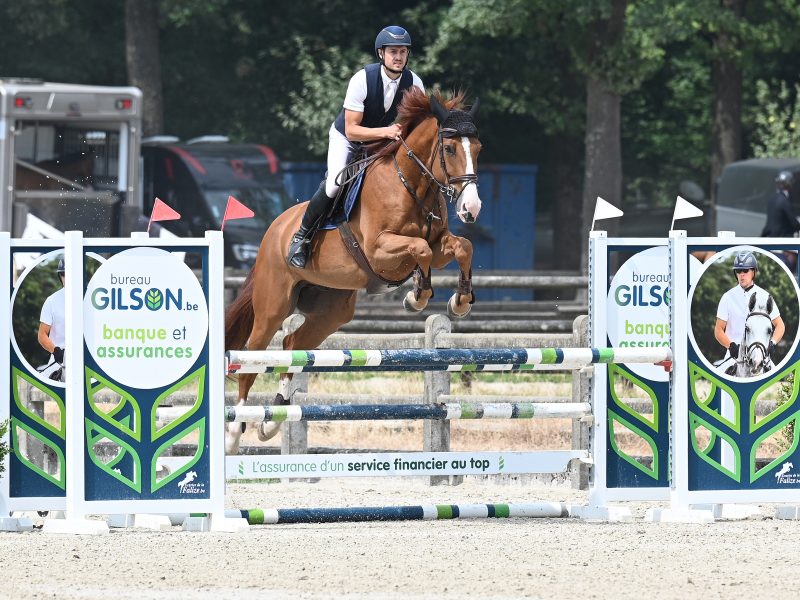 Jumping / Hunter prospect par Untouchable 27 x Ogano Sitte - Pheonix With Love D&F
