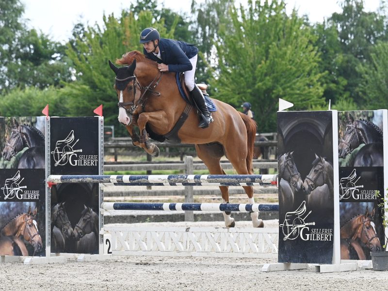 Jumping / Hunter prospect par Untouchable 27 x Ogano Sitte - Pheonix With Love D&F