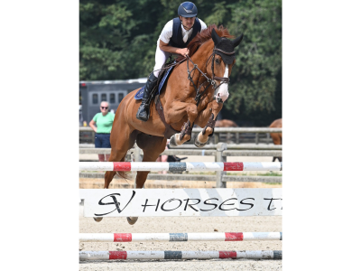 Jumping / Hunter prospect par Untouchable 27 x Ogano Sitte - Pheonix With Love D&F