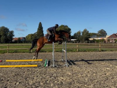 Brave et intelligent 4 ans - Quito du Ry D'Amour
