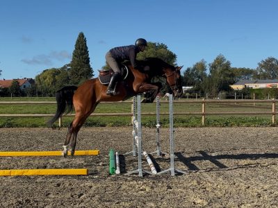 Brave et intelligent 4 ans - Quito du Ry D'Amour