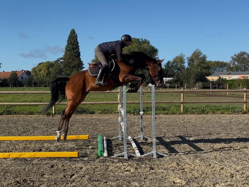 Brave et intelligent 4 ans - Quito du Ry D'Amour