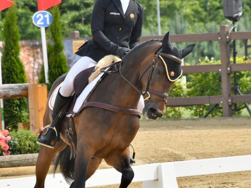 Superbe Poney 2* eventing - Kinou Des Marroniers