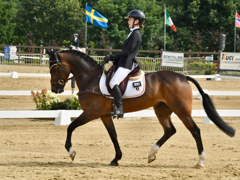 Superbe Poney 2* eventing - Kinou Des Marroniers