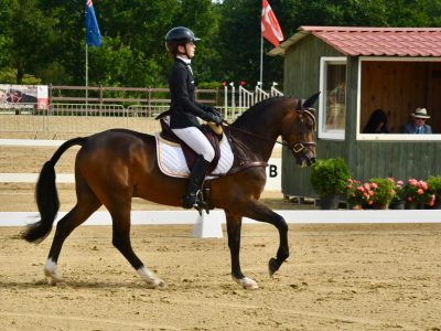 Superbe Poney 2* eventing - Kinou Des Marroniers