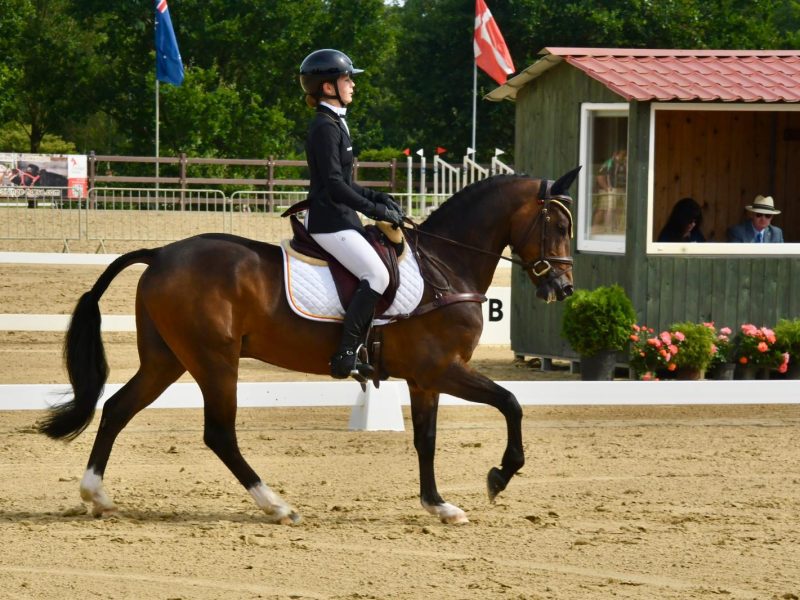 Superbe Poney 2* eventing - Kinou Des Marroniers